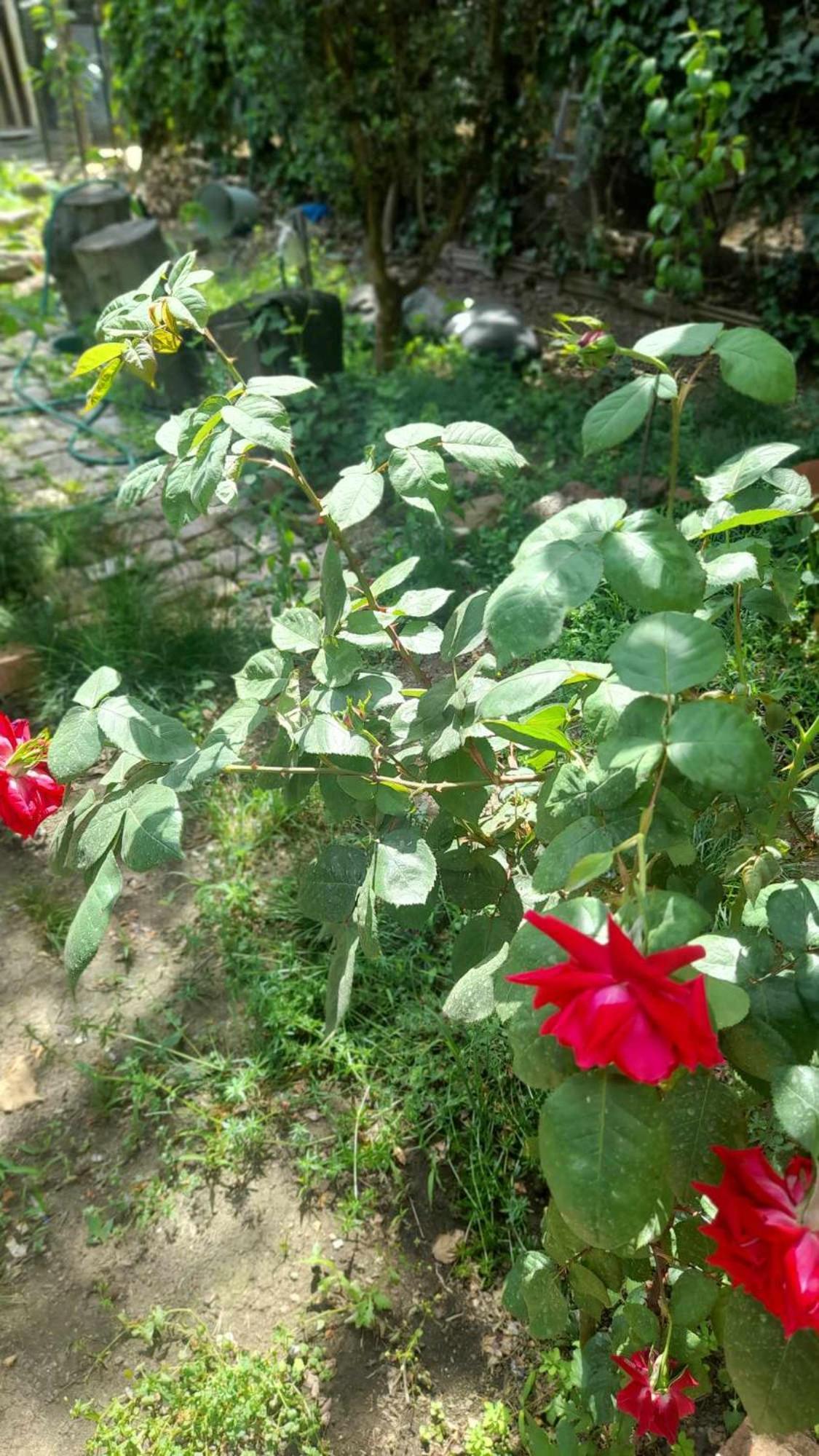 فندق Gardens In Vake, تبليسي المظهر الخارجي الصورة